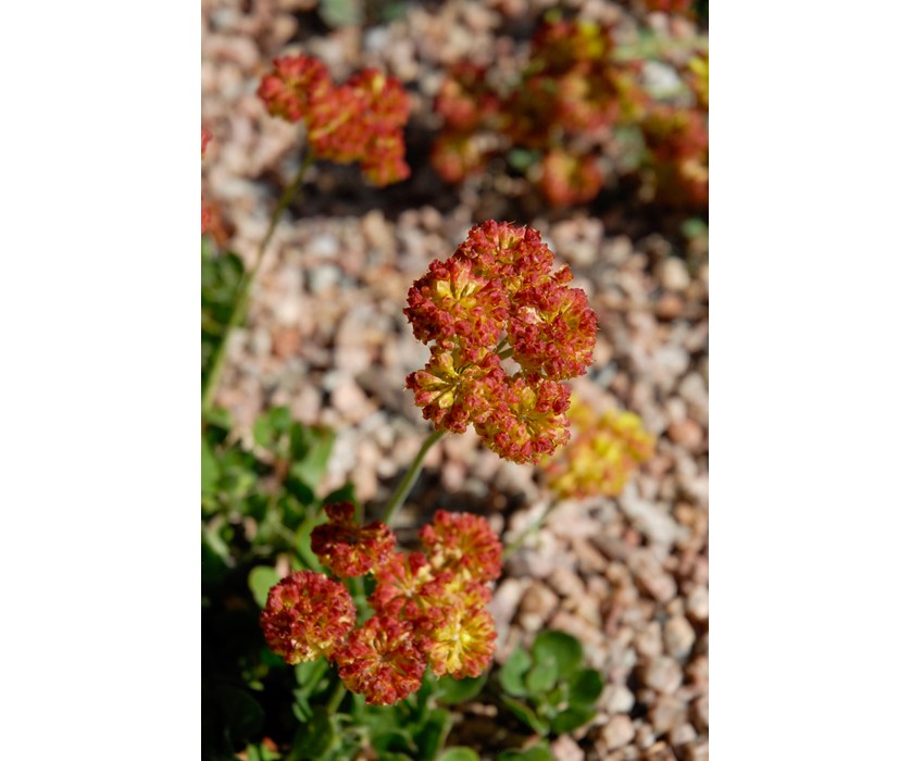 Kannah Creek Buckwheat